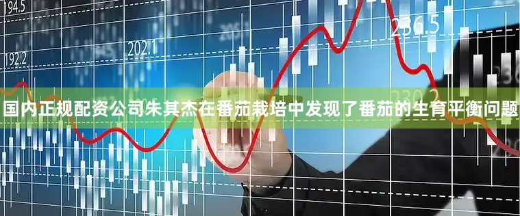 国内正规配资公司朱其杰在番茄栽培中发现了番茄的生育平衡问题